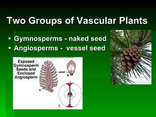Two Groups of Vascular Plants Gymnosperms - naked seed Angiosperms -  vessel seed 