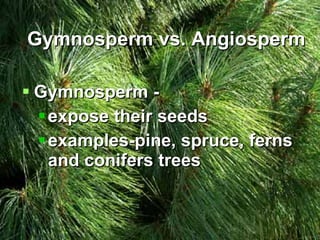 Gymnosperm vs. Angiosperm Gymnosperm - expose their seeds examples-pine, spruce, ferns and conifers trees 