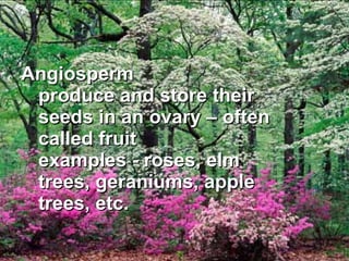 Angiosperm produce and store their seeds in an ovary – often called fruit examples - roses, elm trees, geraniums, apple trees, etc. 