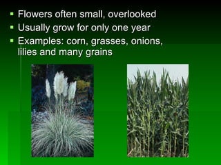 Flowers often small, overlooked Usually grow for only one year Examples: corn, grasses, onions, lilies and many grains 