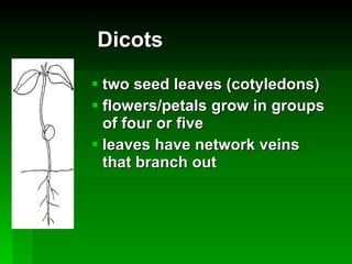 Dicots two seed leaves (cotyledons) flowers/petals grow in groups of four or five leaves have network veins that branch out 