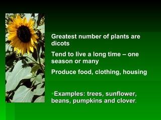 Examples: trees, sunflower, beans, pumpkins and clover . Greatest number of plants are dicots Tend to live a long time – one season or many Produce food, clothing, housing 