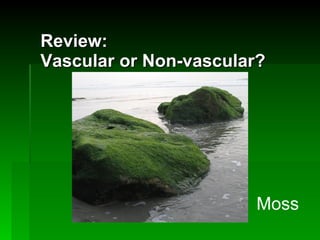 Review:  Vascular or Non-vascular? Moss 