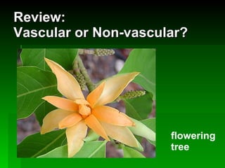 Review:  Vascular or Non-vascular? flowering tree 