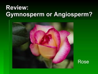 Review: Gymnosperm or Angiosperm? Rose 