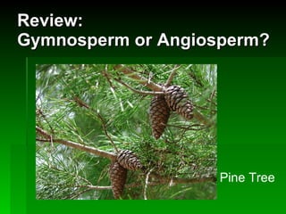 Review: Gymnosperm or Angiosperm? Pine Tree 