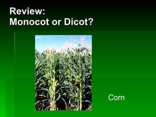 Review: Monocot or Dicot? Corn 