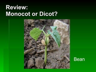 Review: Monocot or Dicot? Bean 