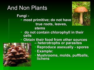 And Non Plants Fungi -  most primitive; do not have   true roots, leaves,  stems  do not contain chlorophyll in their cells Obtain their food from other sources  – heterotrophs or parasites Reproduce asexually - spores Example: Mushrooms, molds, puffballs, lichens 