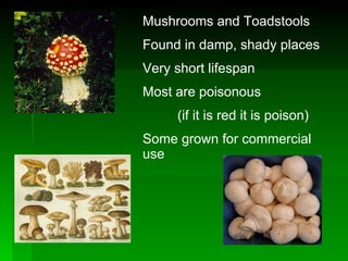 Mushrooms and Toadstools Found in damp, shady places Very short lifespan Most are poisonous (if it is red it is poison) Some grown for commercial use 
