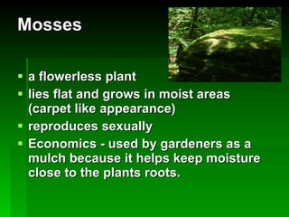 Mosses a flowerless plant lies flat and grows in moist areas (carpet like appearance)  reproduces sexually Economics - used by gardeners as a mulch because it helps keep moisture close to the plants roots. 