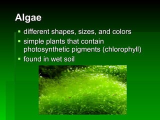 Algae different shapes, sizes, and colors simple plants that contain photosynthetic pigments (chlorophyll) found in wet soil 