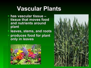 Vascular Plants has vascular tissue – tissue that moves food and nutrients around plant leaves, stems, and roots produces food for plant only in leaves 
