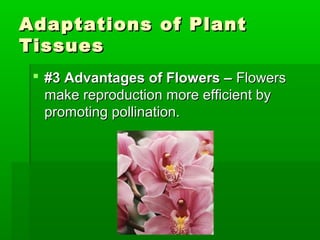 Adaptations of Plant
Tissues
  #3 Advantages of Flowers – Flowers
   make reproduction more efficient by
   promoting pollination.
 