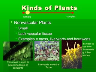 Kinds of Plants
              simple                           complex

    Nonvascular Plants
        Small
        Lack vascular tissue
        Examples = moss, liverworts and hornworts
                                                         It’s easy to
                                                         see how
                                                         “Hornworts
                                                         got their
                                                         names!

This moss is used to
 determine levels of   Liverworts in central
     pollutants              Texas
 