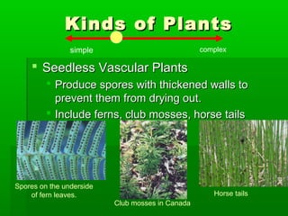 Kinds of Plants
                simple                            complex

     Seedless Vascular Plants
          Produce spores with thickened walls to
           prevent them from drying out.
          Include ferns, club mosses, horse tails




Spores on the underside
    of fern leaves.                                  Horse tails
                          Club mosses in Canada
 