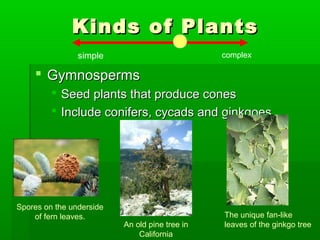 Kinds of Plants
                simple                          complex

     Gymnosperms
          Seed plants that produce cones
          Include conifers, cycads and ginkgoes




Spores on the underside
    of fern leaves.                             The unique fan-like
                          An old pine tree in   leaves of the ginkgo tree
                              California
 