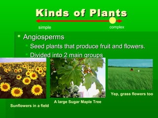 Kinds of Plants
               simple                              complex

    Angiosperms
         Seed plants that produce fruit and flowers.
         Divided into 2 main groups




                                                   Yep, grass flowers too

                        A large Sugar Maple Tree
Sunflowers in a field
 