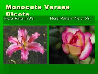 Monocots Verses
 Dicots
Floral Parts in 3’s
Floral Parts in 3’s Floral Parts in 4’s or 5’s
                        Floral Parts in 4’s or 5’s
 