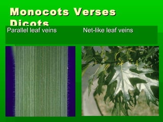 Monocots Verses
 Dicots
Parallel leaf veins
Parallel leaf veins Net-like leaf veins
                       Net-like leaf veins
 