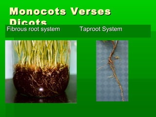 Monocots Verses
 Dicots
Fibrous root system
Fibrous root system Taproot System
                      Taproot System
 