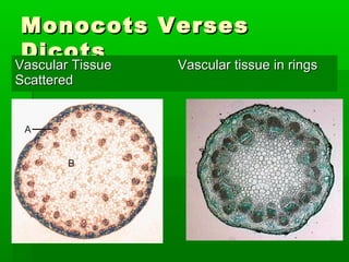 Monocots Verses
 Dicots
Vascular Tissue
Vascular Tissue Vascular tissue in rings
                     Vascular tissue in rings
Scattered
 