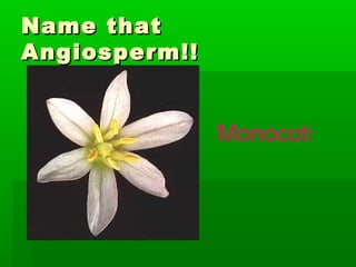 Name that
Angiosperm!!


               Monocot!
 
