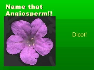 Name that
Angiosperm!!


               Dicot!
 