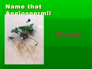 Name that
Angiosperm!!


               Monocot!
 
