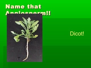 Name that
Angiosperm!!


               Dicot!
 