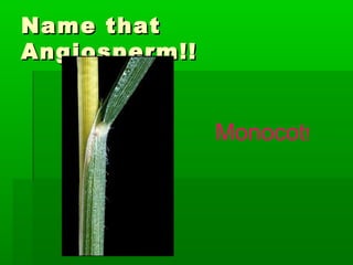 Name that
Angiosperm!!


               Monocot!
 