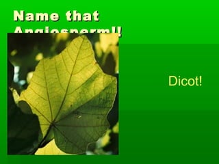 Name that
Angiosperm!!


               Dicot!
 