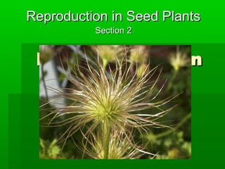 Reproduction in Seed Plants
          Section 2


 Reproduction in
     Plants
         section 2
 