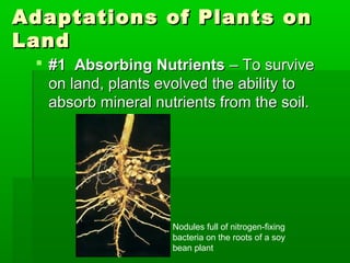 Adaptations of Plants on
Land
  #1 Absorbing Nutrients – To survive
   on land, plants evolved the ability to
   absorb mineral nutrients from the soil.




                     Nodules full of nitrogen-fixing
                     bacteria on the roots of a soy
                     bean plant
 