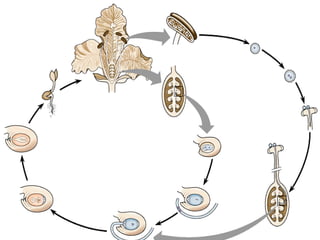 Introduction to plants 1233859493415311-3