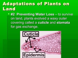 Adaptations of Plants on
Land
  #2 Preventing Water Loss – to survive
   on land, plants evolved a waxy outer
   covering called a cuticle and stomata
   for gas exchange.
 