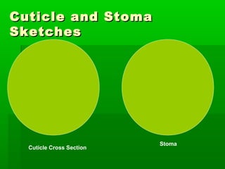 Cuticle and Stoma
Sketches




                          Stoma
  Cuticle Cross Section
 