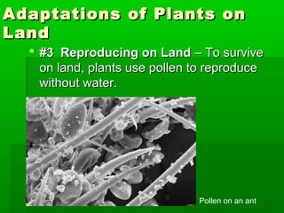Adaptations of Plants on
Land
   #3 Reproducing on Land – To survive
    on land, plants use pollen to reproduce
    without water.




                               Pollen on an ant
 