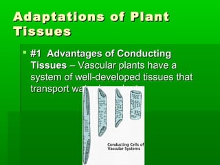 Adaptations of Plant
Tissues
  #1 Advantages of Conducting
   Tissues – Vascular plants have a
   system of well-developed tissues that
   transport water in a plant.
 
