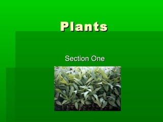 Plants

Section One
 