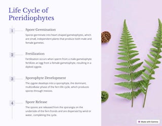 Life Cycle of
Pteridiophytes
1 Spore Germination
Spores germinate into heart-shaped gametophytes, which
are small, independent plants that produce both male and
female gametes.
2 Fertilization
Fertilization occurs when sperm from a male gametophyte
fertilizes an egg from a female gametophyte, resulting in a
diploid zygote.
3 Sporophyte Development
The zygote develops into a sporophyte, the dominant,
multicellular phase of the fern life cycle, which produces
spores through meiosis.
4 Spore Release
The spores are released from the sporangia on the
underside of the fern fronds and are dispersed by wind or
water, completing the cycle.
 