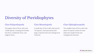 Diversity of Pteridiophytes
Class Polypodiopsida
The largest class of ferns, with over
10,000 species, including the familiar
tree ferns, maidenhair ferns, and
staghorn ferns.
Class Marattiopsida
A small class of ferns with only around
150 species, characterized by their
large, tropical fronds and underground
rhizomes.
Class Ophioglossopsida
The smallest class of ferns, with only
about 70 species, known for their
distinctive simple fronds and
underground rhizomes.
 