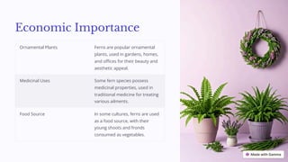 Economic Importance
Ornamental Plants Ferns are popular ornamental
plants, used in gardens, homes,
and offices for their beauty and
aesthetic appeal.
Medicinal Uses Some fern species possess
medicinal properties, used in
traditional medicine for treating
various ailments.
Food Source In some cultures, ferns are used
as a food source, with their
young shoots and fronds
consumed as vegetables.
 