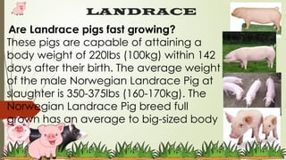 Introduction of Swine Production and It's Feeds | PPTX
