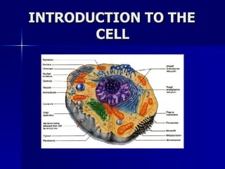 INTRODUCTION TO THE  CELL 