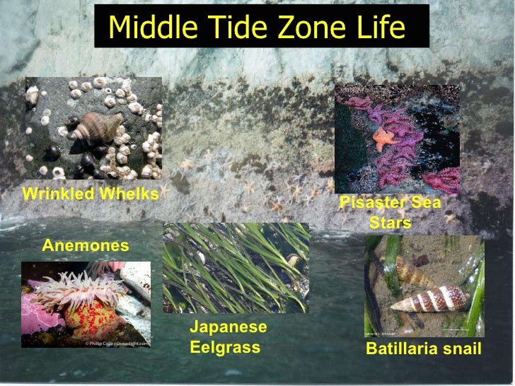 Introduction totheintertidal