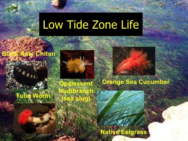 Introduction totheintertidal