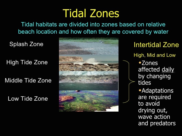 Introduction totheintertidal