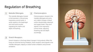 Introduction to the Respiratory System on Slideshare by Raj Kumar ...