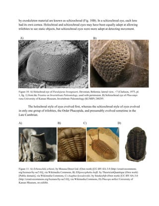 by exoskeleton material are known as schizochroal (Fig. 10B). In a schizochroal eye, each lens
had its own cornea. Holochroal and schizochroal eyes may have been equally adept at allowing
trilobites to see static objects, but schizochroal eyes were more adept at detecting movement.
Figure 10: A) Holochroal eye of Paralejurus brongniarti, Devonian, Bohemia; lateral view, ×7 (Clarkson, 1975, pl.
1, ﬁg. 1) from the Treatise on Invertebrate Paleontology, used with permission. B) Schizochroal eye of Phacomps
rana University of Kansas Museum, Invertebrate Paleontology (KUMIP) 240295.
The holochroal style of eyes evolved first, whereas the schizochroal style of eyes evolved
in only one group of trilobites, the Order Phacopida, and presumably evolved sometime in the
Late Cambrian.
A) B) C) D)
Figure 11: A) Erbenochile erbenii, by Moussa Direct Ltd. (Own work) [CC-BY-SA-3.0 (http://creativecommons.
org/licenses/by-sa/3.0)], via Wikimedia Commons, B) Ellipsocephalus hoffi, by TheoricienQuantique (Own work)
[Public domain], via Wikimedia Commons, C) Asaphus kowalewskii, by Smokeybjb (Own work) [CC-BY-SA-3.0
(http://creativecommons.org/licenses/by-sa/3.0)], via Wikimedia Commons, D) Phacops milleri University of
Kansas Museum, on exhibit.
A) B)
 